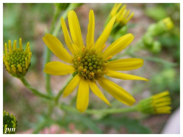 Séneçon jacobée (Jacobaea vulgaris), photo 1 sur 2