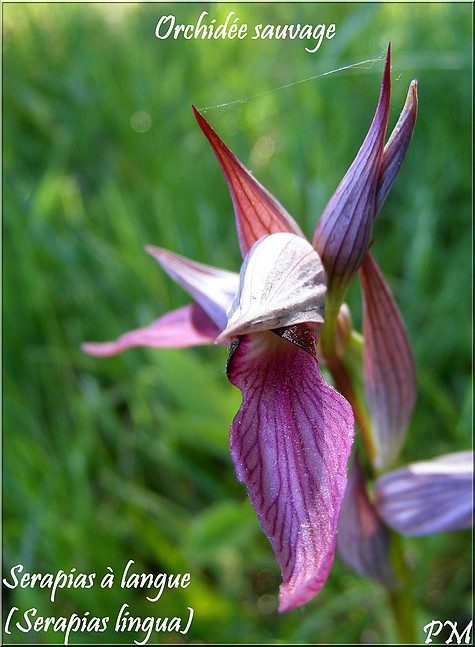 Sérapias langue (Serapias lingua), photo 1 sur 3