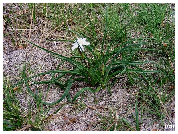 Siméthis à feuilles aplaties (Simethis mattiazzii), photo 2 sur 2
