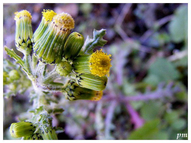 Séneçon commun (Senecio vulgaris), photo 2 sur 2
