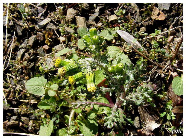 Séneçon commun (Senecio vulgaris), photo 1 sur 2