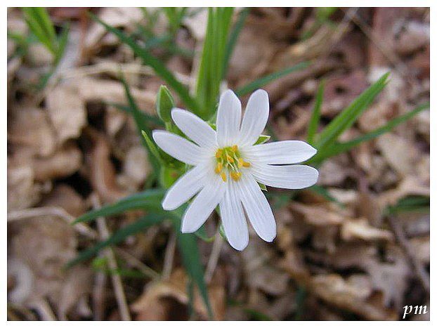 Stellaire holostée (Stellaria holostea), photo 2 sur 2