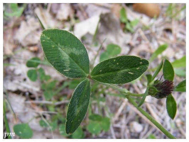 Trèfle des prés (Trifolium pratense), photo 2 sur 2