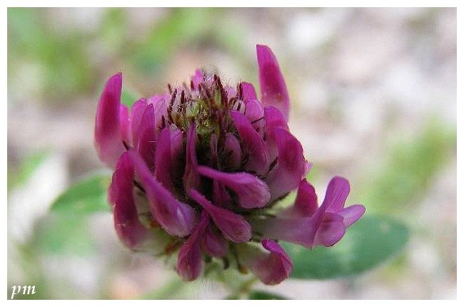 Trèfle des prés (Trifolium pratense), photo 1 sur 2