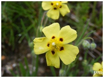 Hélianthème à gouttes (Tuberaria guttata), photo 3 sur 3