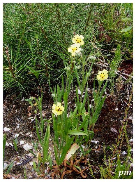Hélianthème à gouttes (Tuberaria guttata), photo 1 sur 3