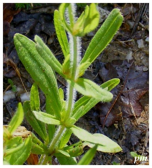 Hélianthème à gouttes (Tuberaria guttata), photo 2 sur 3