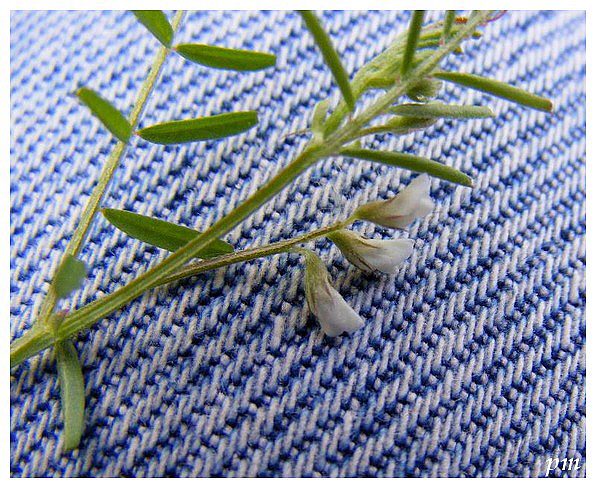 Vesce hérissée (Vicia hirsuta), photo 2 sur 2