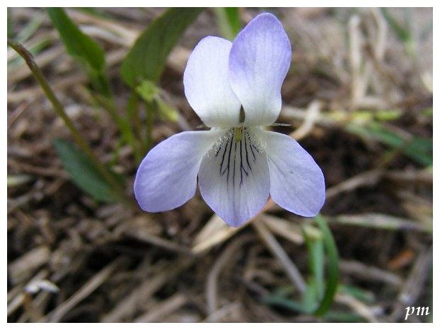 Violette lactée (Viola lactea), fleurs, photo 1 sur 3