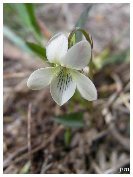 Violette lactée (Viola lactea), fleurs, photo 2 sur 3