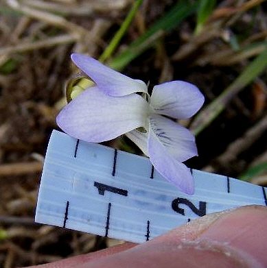 Violette lactée (Viola lactea), fleurs, photo 3 sur 3
