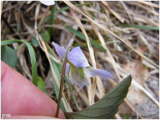 Fleur et revers de feuille