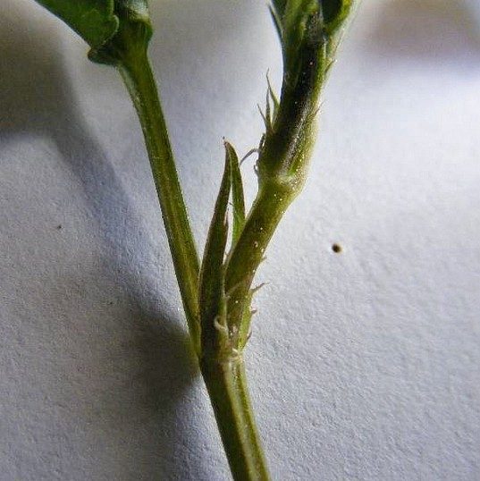 Fleur et revers de feuille, stipules, photo 1 sur 2