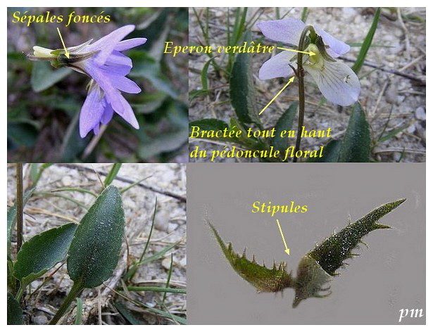 Violette lactée (Viola lactea), photo 2 sur 2