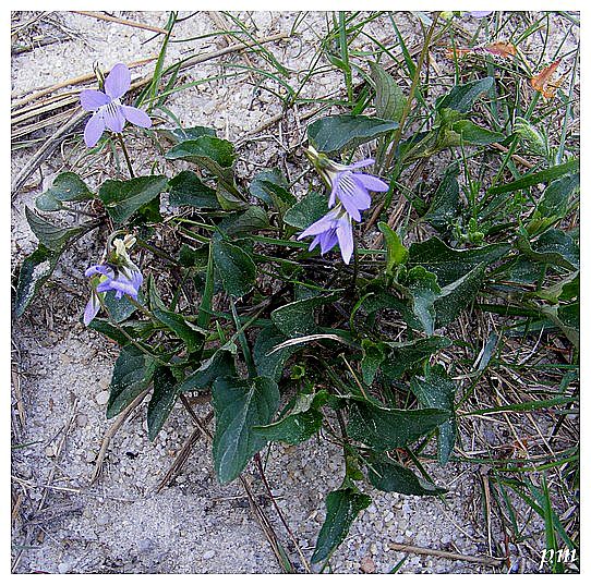 Violette lactée (Viola lactea), photo 1 sur 2