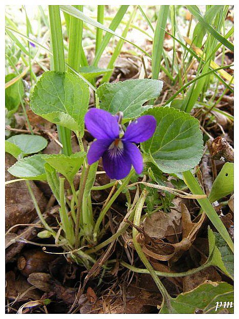 Violette odorante (Viola odorata), photo 2 sur 3