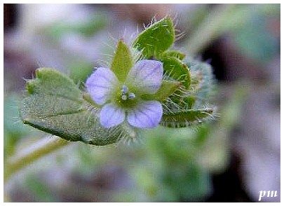 Véronique à feuilles de lierre (Veronica hederifolia), photo 2 sur 2