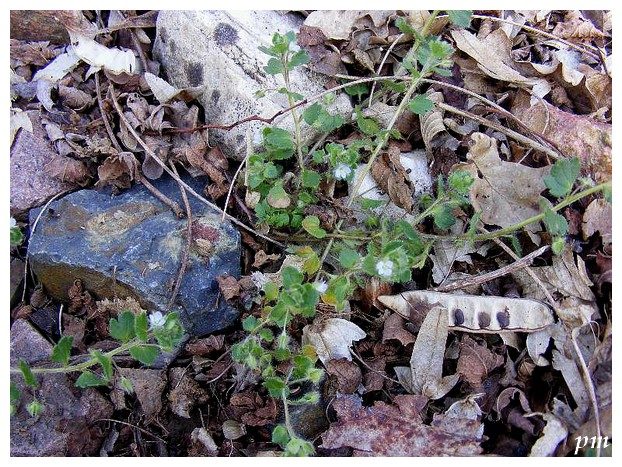 Véronique à feuilles de lierre (Veronica hederifolia), photo 1 sur 2
