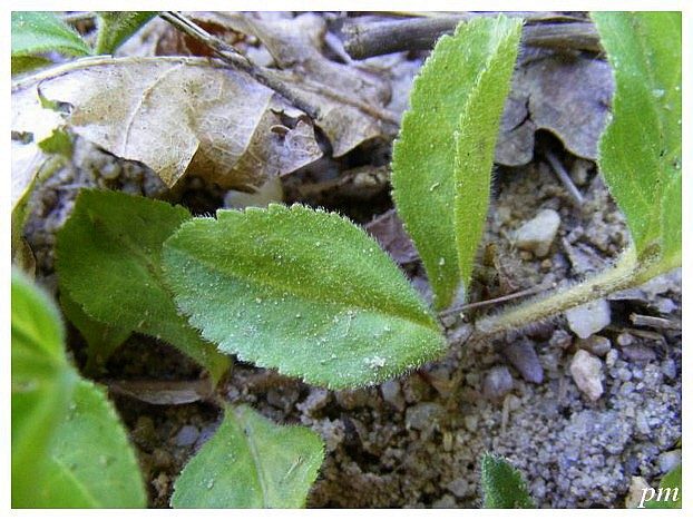 Véronique officinale (Veronica officinalis), photo 2 sur 3