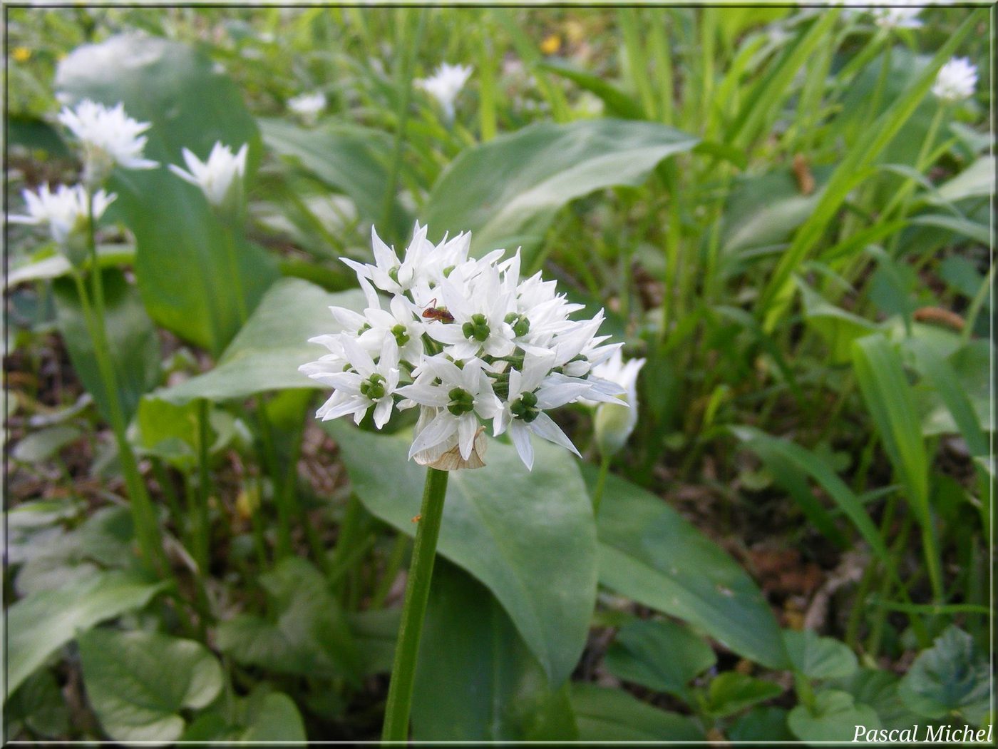 Ail des ours (Allium ursinum)