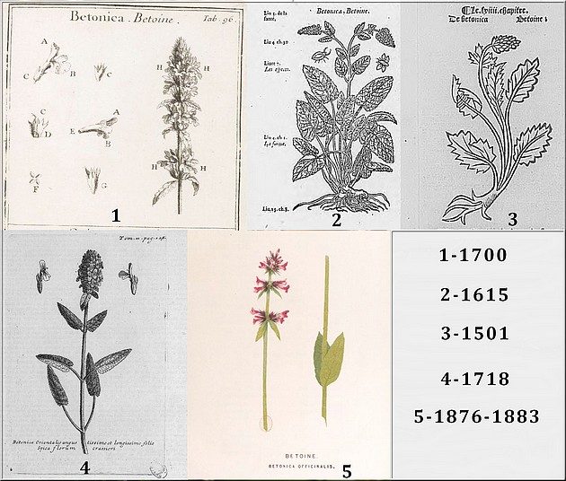 Bétoine officinale (Betonica officinalis), photo 1 sur 4
