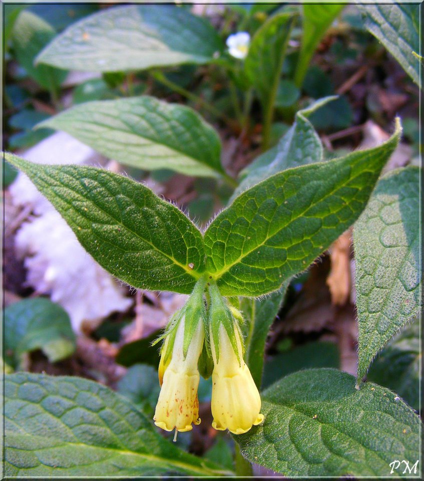 Consoude tubéreuse (Symphytum tuberosum)