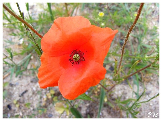 Coquelicot (Papaver rhoeas)