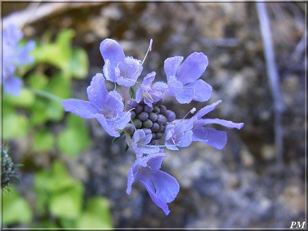 Knautie des champs (Knautia arvensis), photo 1 sur 2