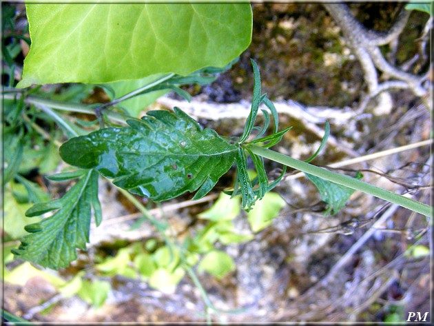 Knautie des champs (Knautia arvensis), photo 2 sur 2
