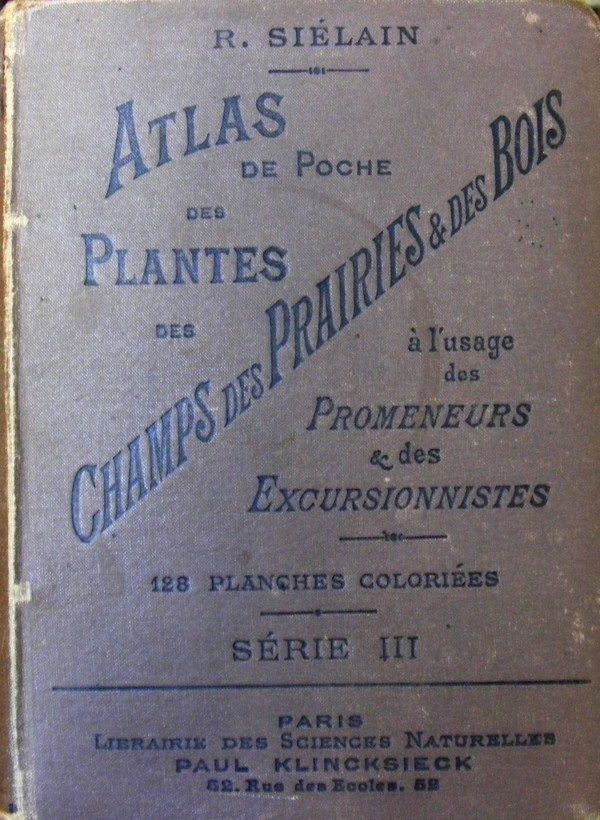 Bétoine officinale (Betonica officinalis), photo 3 sur 4