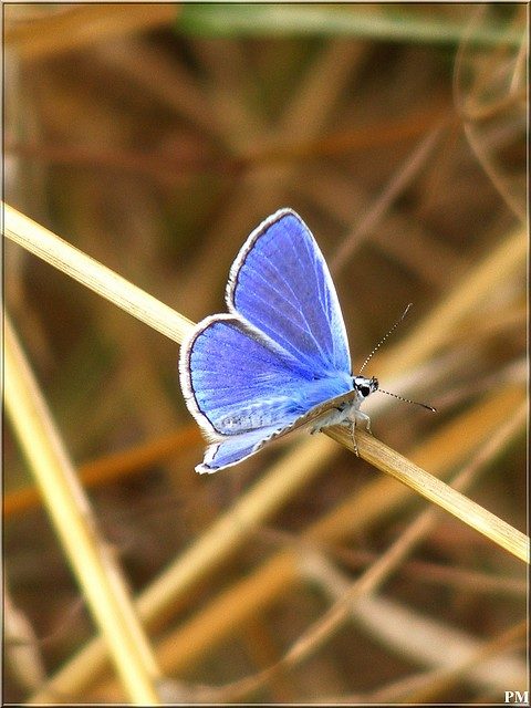 Azuré de la Bugrane (Polyommatus icarus), photo 1 sur 2