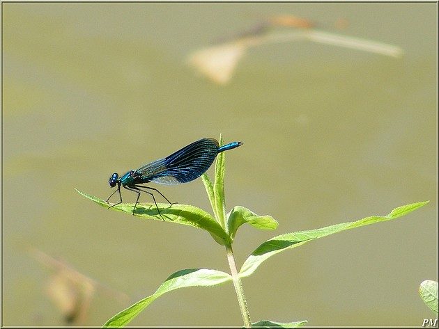Caloptéryx éclatant (Calopteryx splendens), mâle, photo 1 sur 3