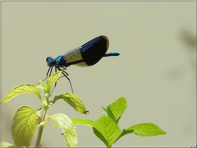 Caloptéryx éclatant (Calopteryx splendens), mâle, photo 2 sur 3