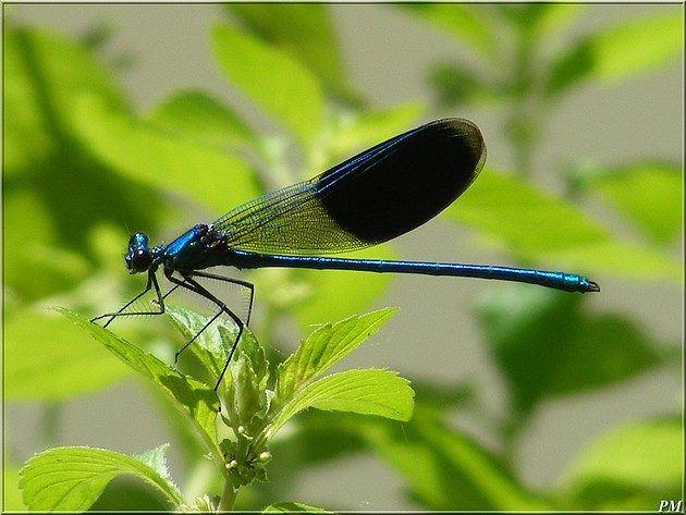 Caloptéryx éclatant (Calopteryx splendens), mâle, photo 3 sur 3