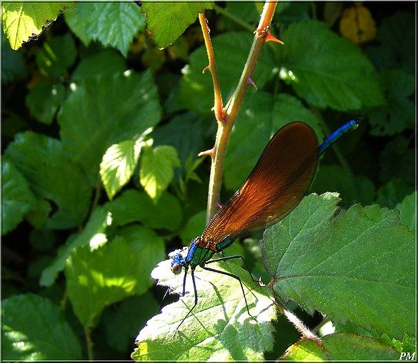Caloptéryx vierge (Calopteryx virgo), mâle, photo 1 sur 2