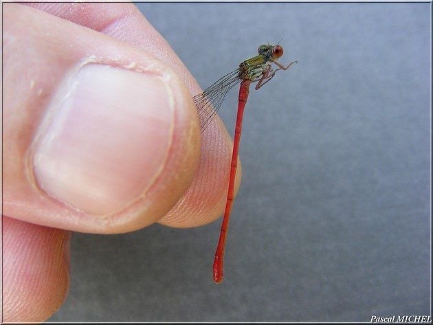 Agrion délicat (Ceriagrion tenellum), photo 3 sur 4