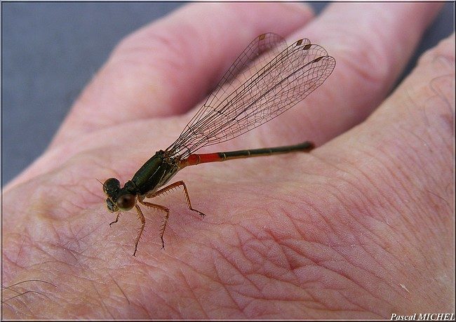 Agrion délicat (Ceriagrion tenellum), photo 4 sur 4