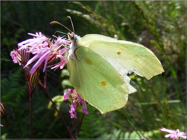 Citron (Gonepteryx rhamni), photo 2 sur 2