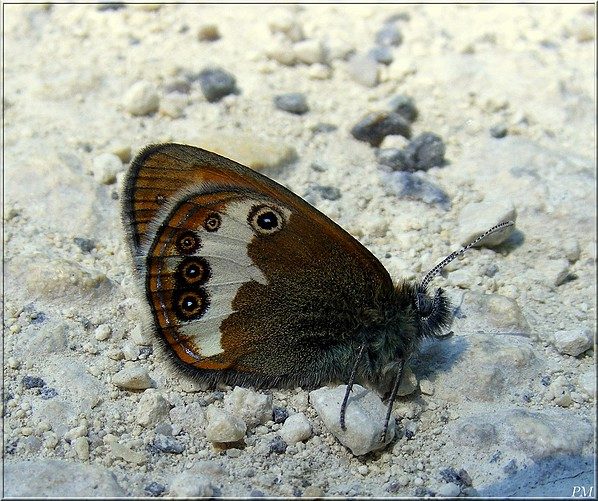 Céphale (Coenonympha arcania), photo 2 sur 2