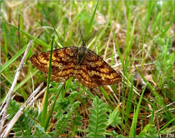 Phalène picotée (Ematurga atomaria), photo 2 sur 3