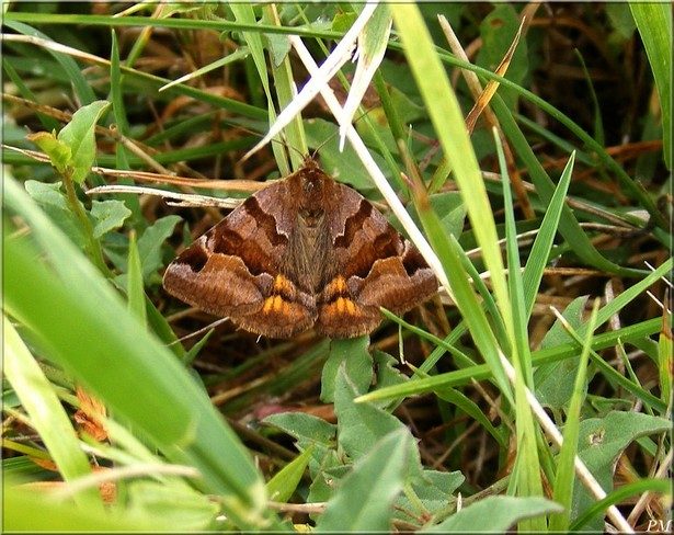 La Doublure jaune (Euclidia glyphica)