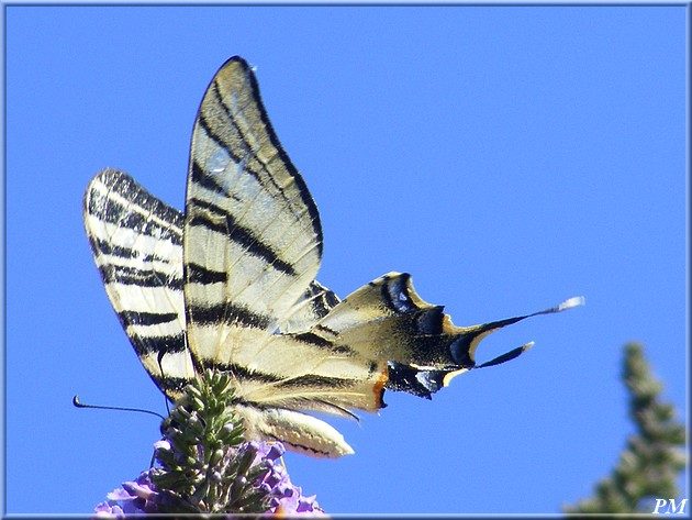 Flambé (Iphiclides podalirius), photo 4 sur 4