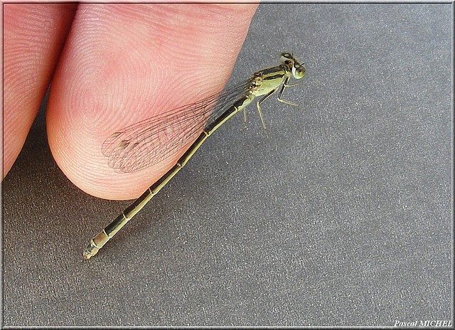 Agrion élégant (Ischnura elegans), photo 4 sur 4