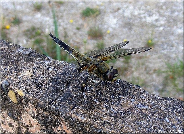 Libellule à quatre taches (Libellula quadrimaculata), photo 4 sur 5