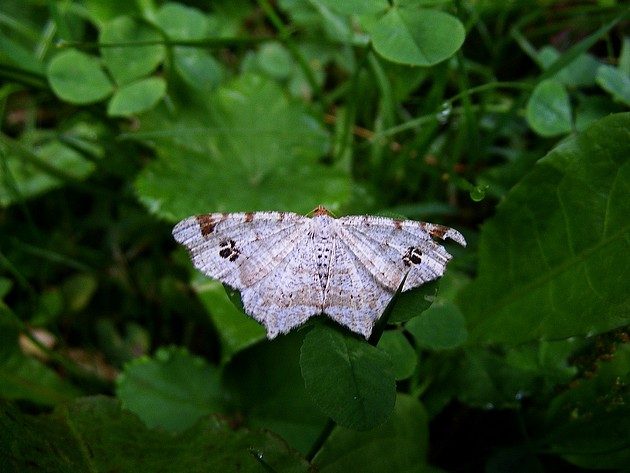 Philobie tachetée (Macaria notata)