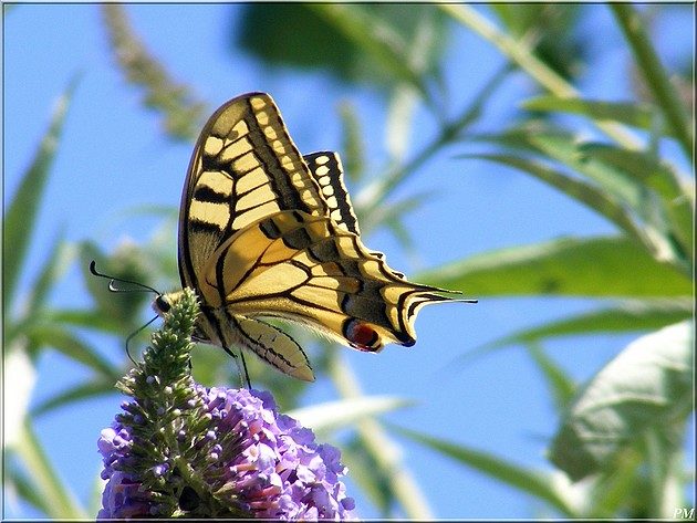 Machaon (Papilio machaon), photo 2 sur 2
