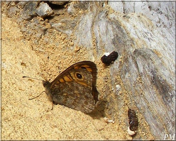 Mégère (Lasiommata megera), photo 3 sur 4