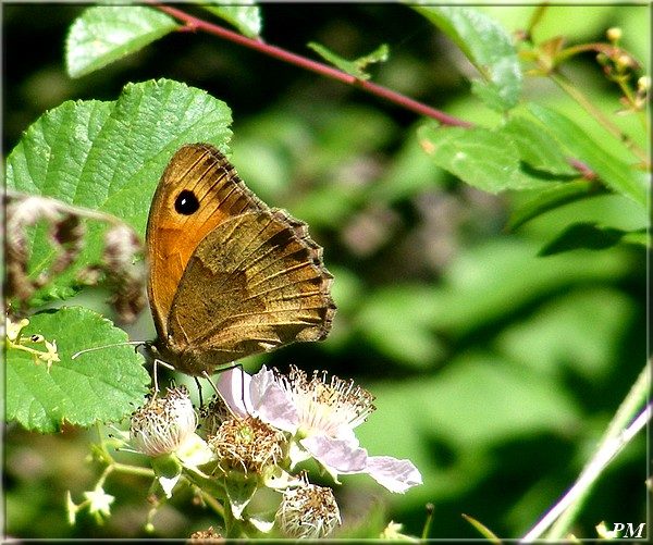 Myrtil (Maniola jurtina), photo 2 sur 2