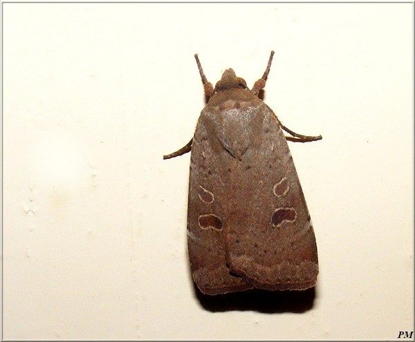 Hulotte (Noctua comes)