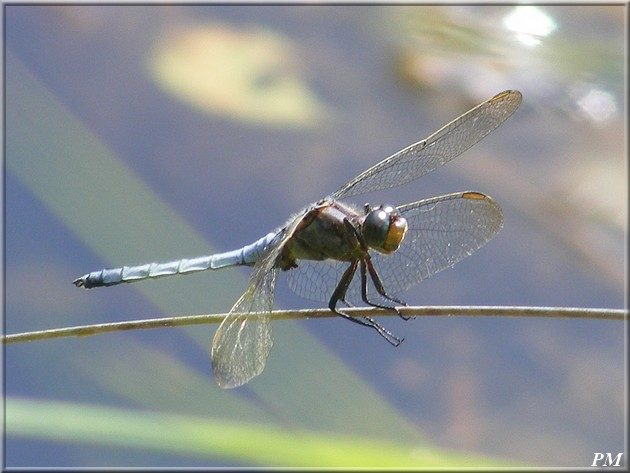 Orthétrum bleuissant (Orthetrum coerulescens), mâle